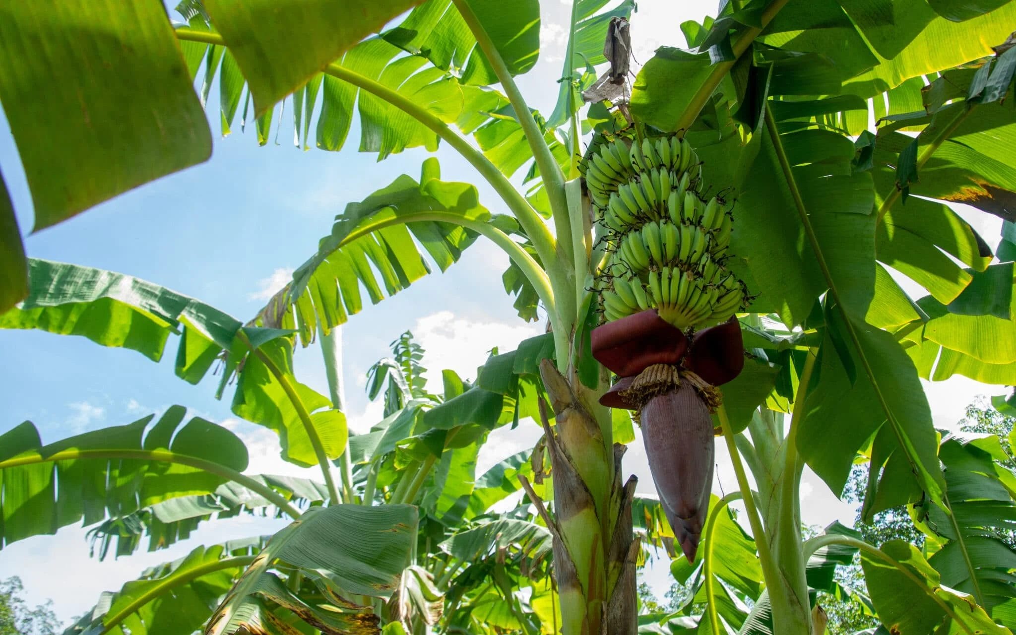 The Incredible Science Behind How Bananas Grow Without Seeds
