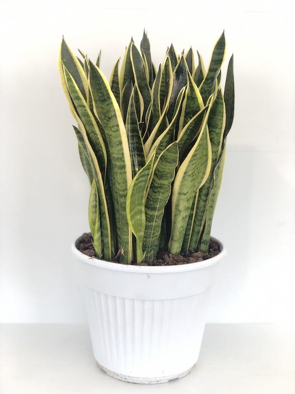 Snake Plant