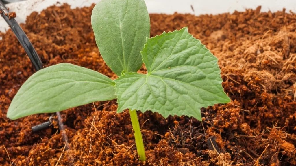 Coco Coir