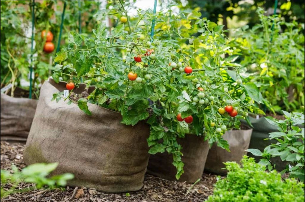 Grow Bag Size for Tomatoes