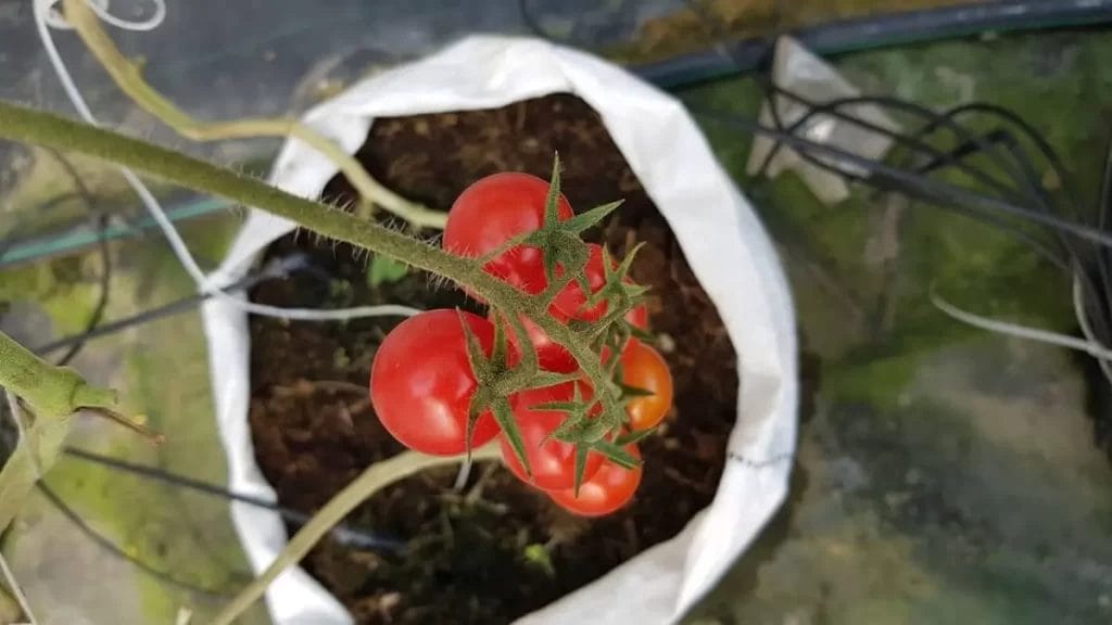 Grow Bag Size for Tomatoes Guide