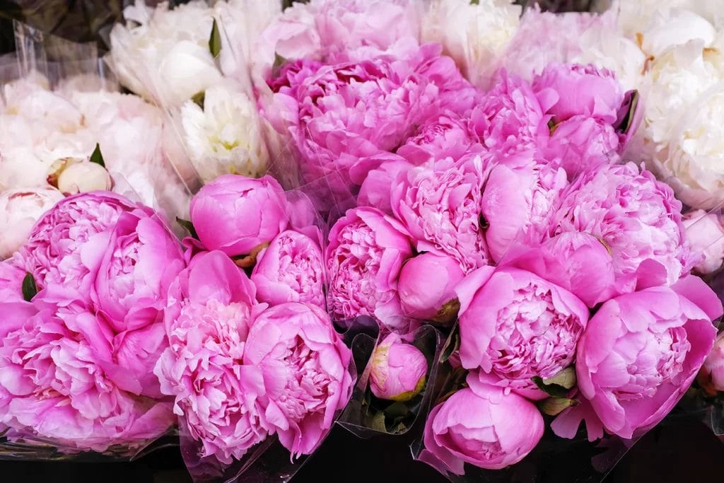 French Peonies