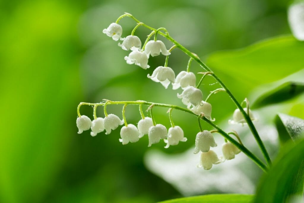 Lily Of The Valley