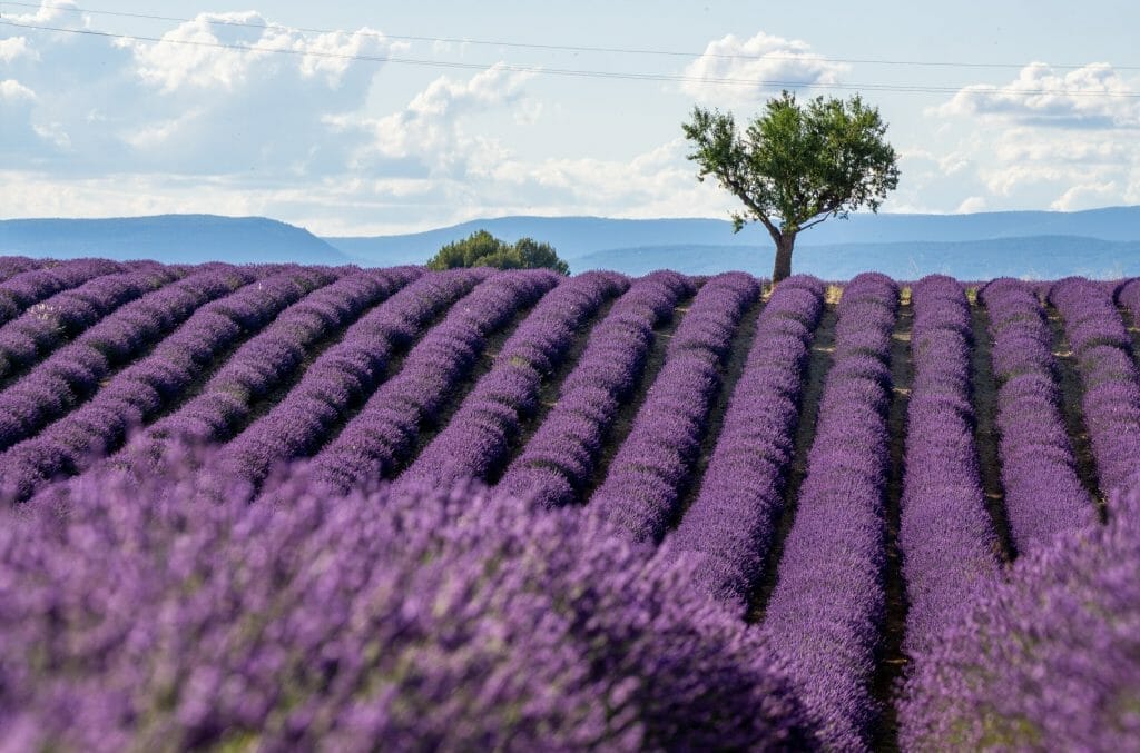 French Flower