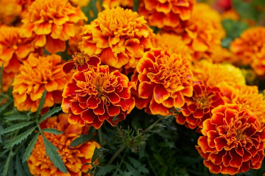 French Marigolds