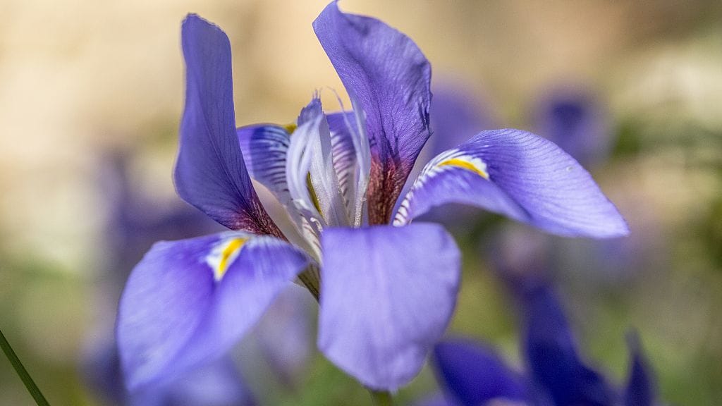 French Iris