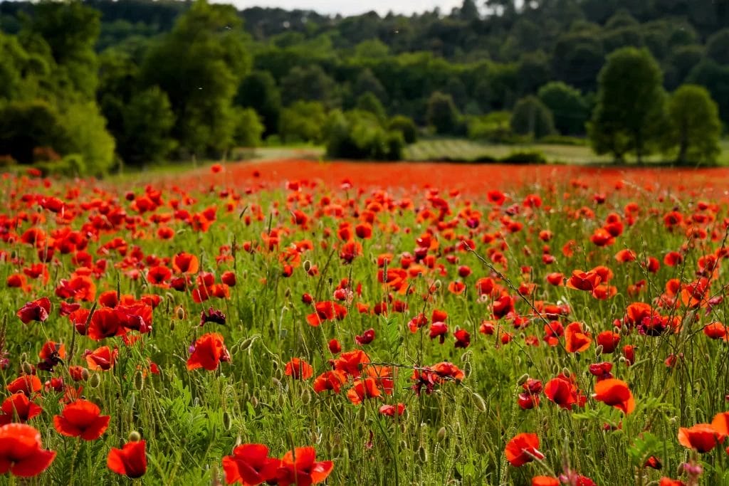 French Poppies