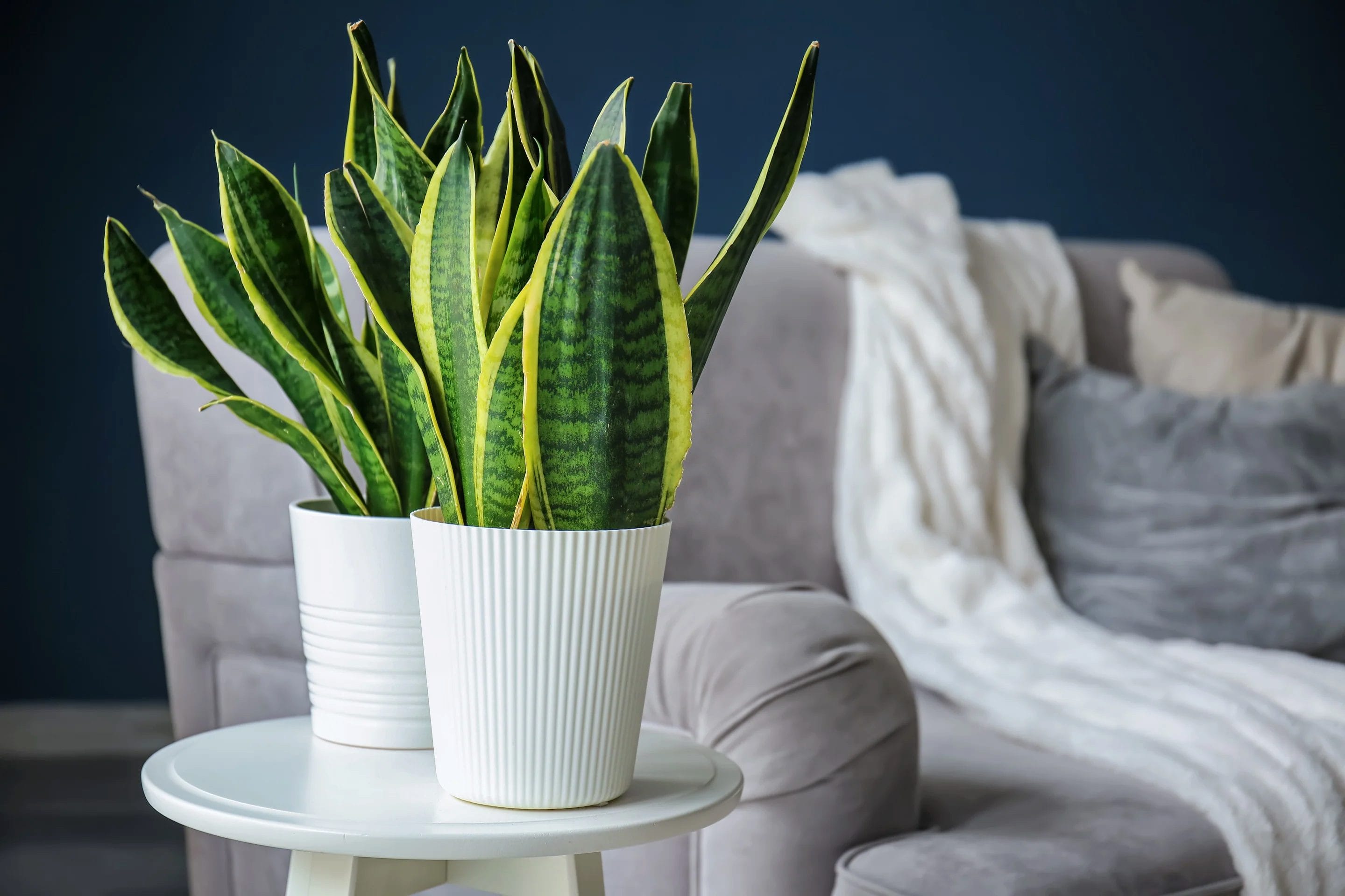 Are Snake Plants Toxic For Dogs? Gardening Baron