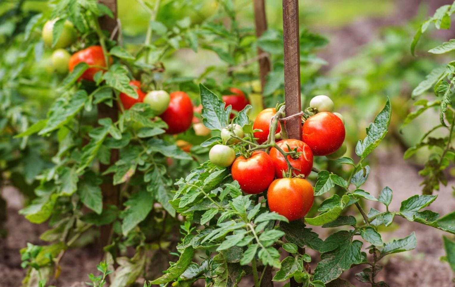 How Many Tomato Plants in a 3x6 Raised Bed