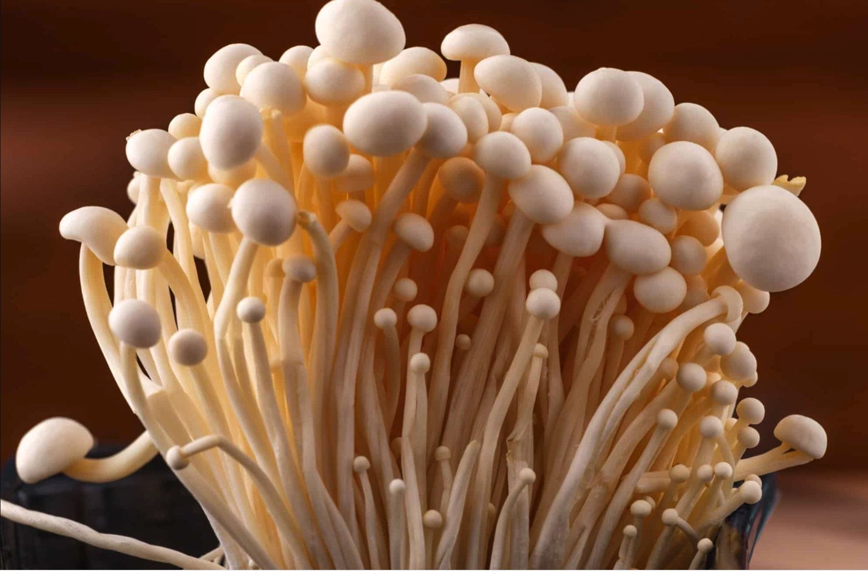 How to grow enoki mushrooms