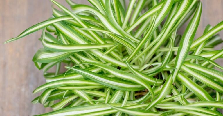 How to Make Spider Plant Bushier