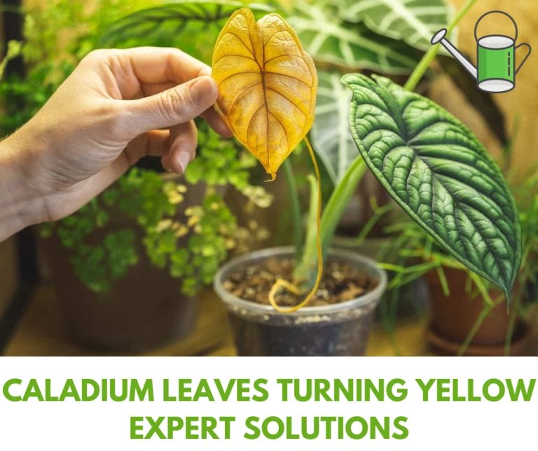 Caladium leaves turning yellow