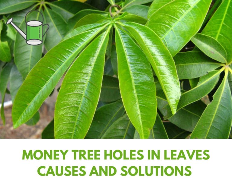 Money Tree Holes In Leaves