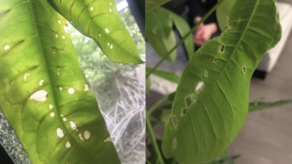 Money Tree Holes In Leaves Causes