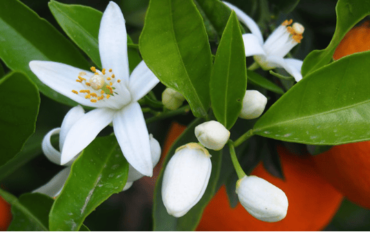 Orange Blossom