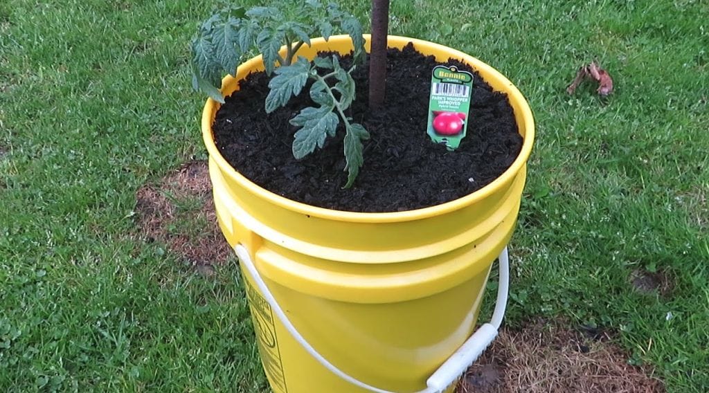 How Many Tomato Plants Per 5 Gallon Bucket