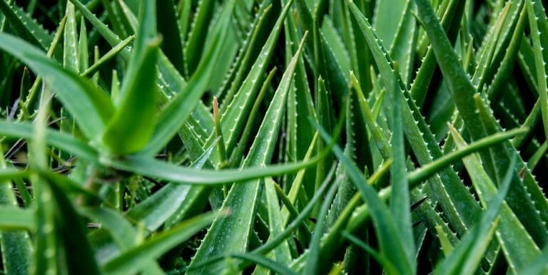 What Animals Eat Aloe Vera