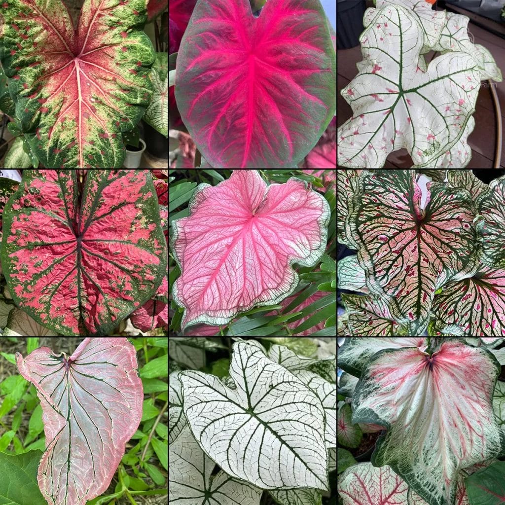 Caladium Varieties