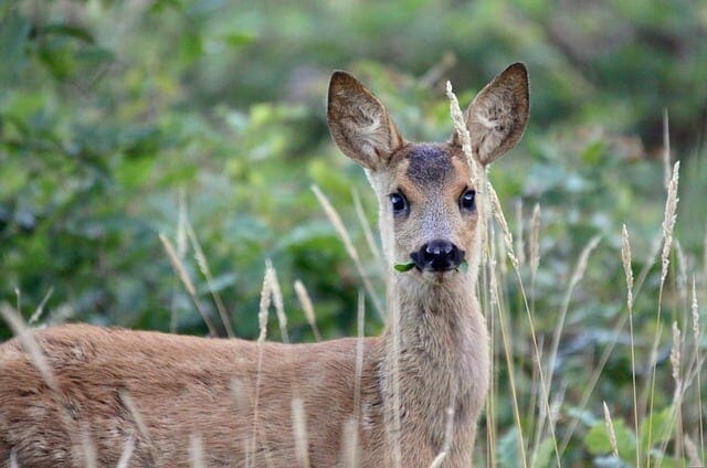 Do Deer Eat Aloe Vera Plants