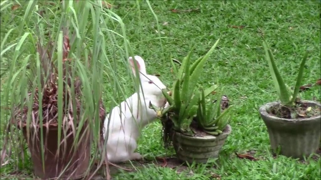 Do Rabbits Eat Aloe Vera Plants