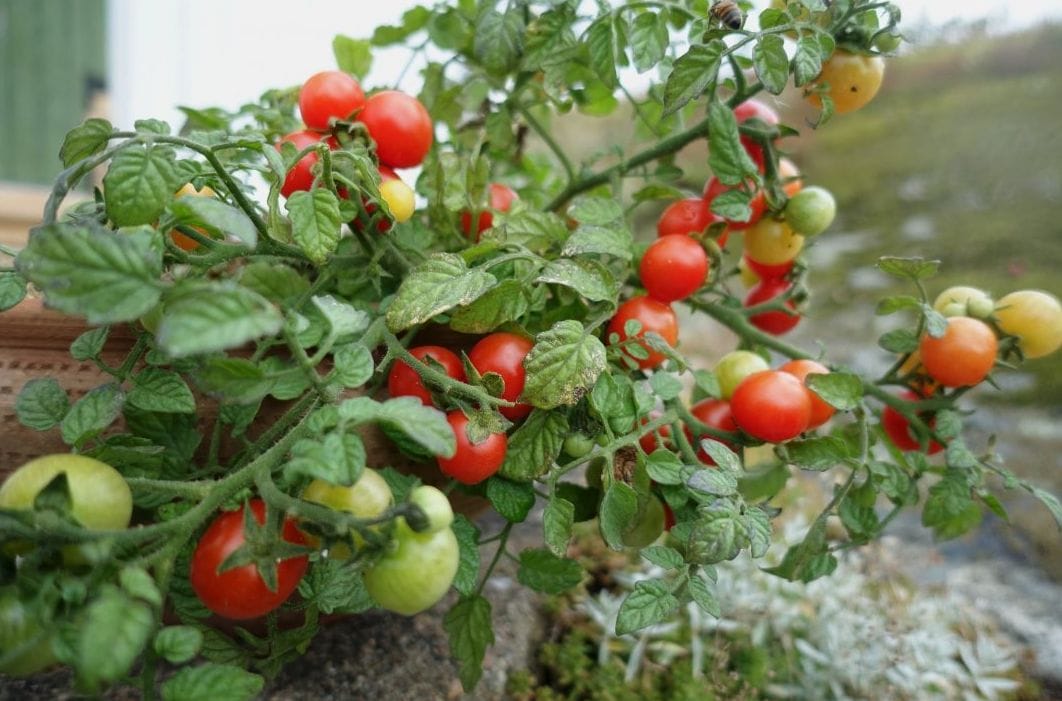 Dwarf Tomato Plants Gardening Baron