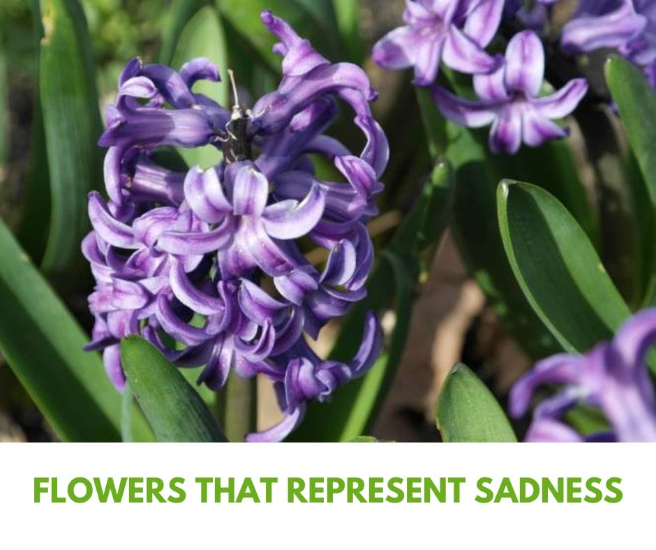 Flowers That Represent Sadness Gardening Baron