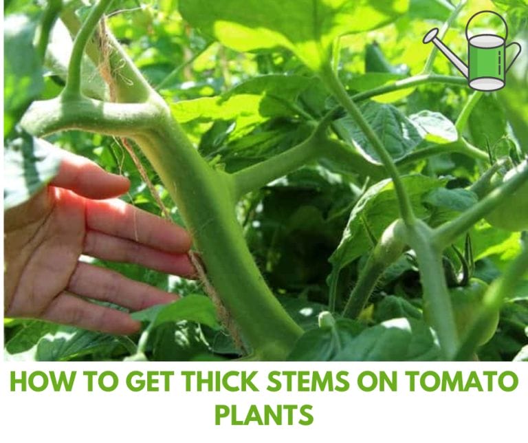 How to Get Thick Stems on Tomato Plants