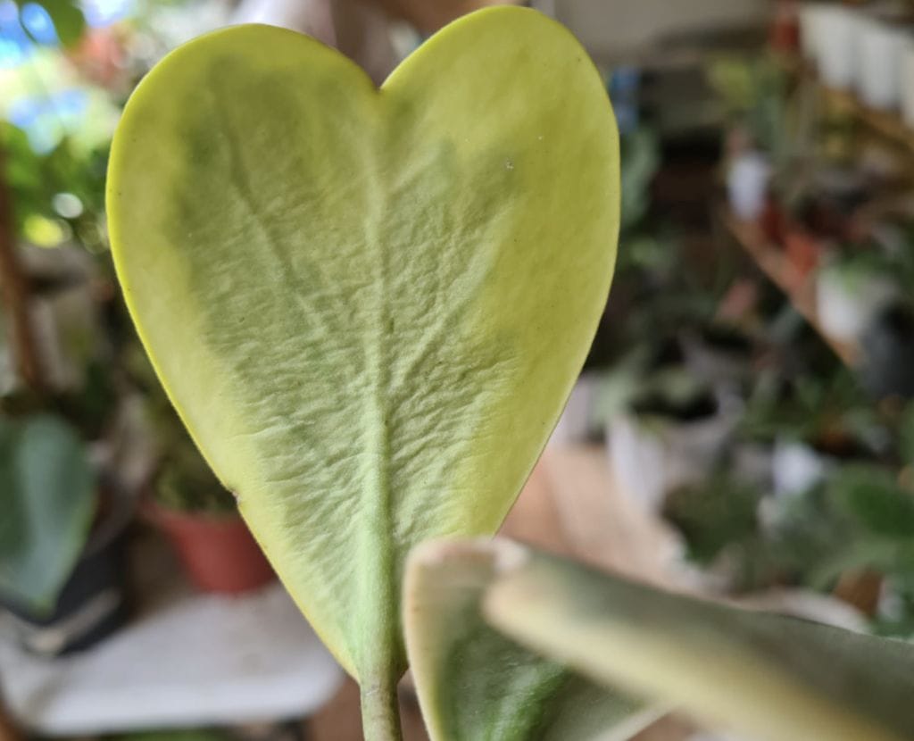 Hoya Leaves Soft and Wrinkled