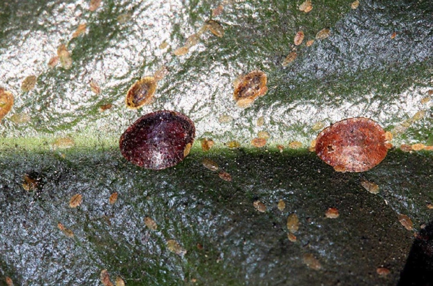 Identify Jade Plant Scale and Effective Solutions