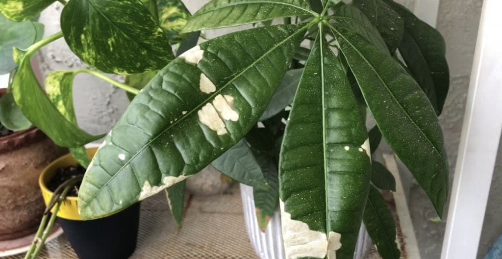 Money Tree Leaf Spots Disease