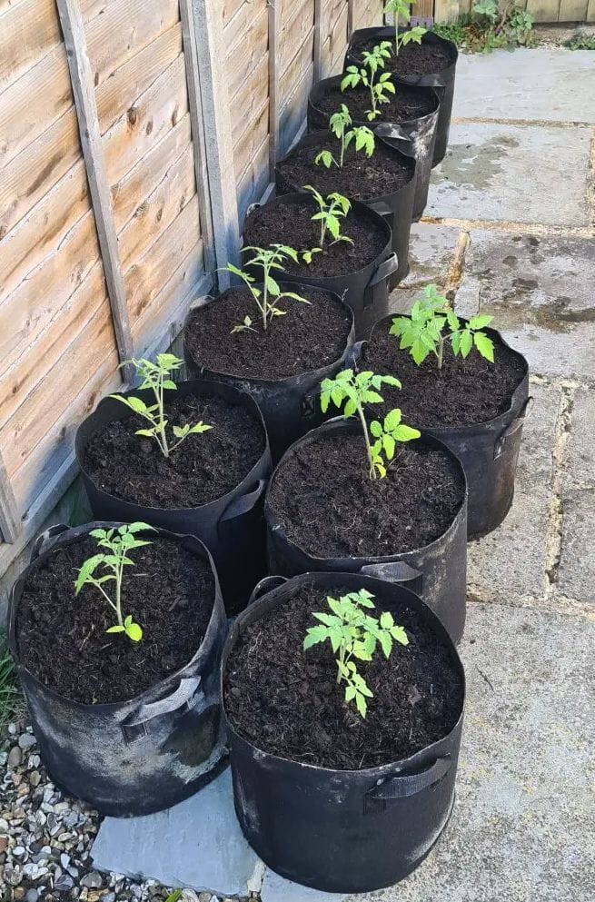 One plant tomato bucket