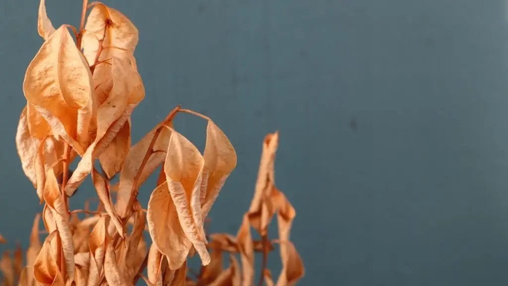 Plant Dying during flowering