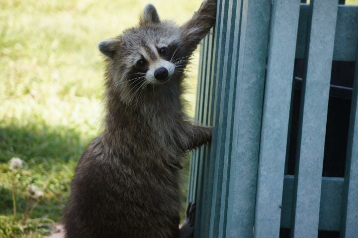 Do Raccoons Eat Aloe Vera Plants