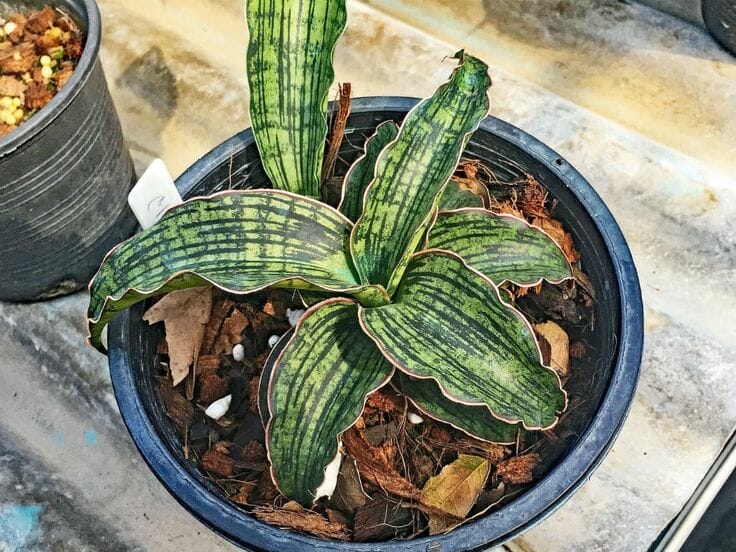 Sanseviera Cleopatra Snake Plant