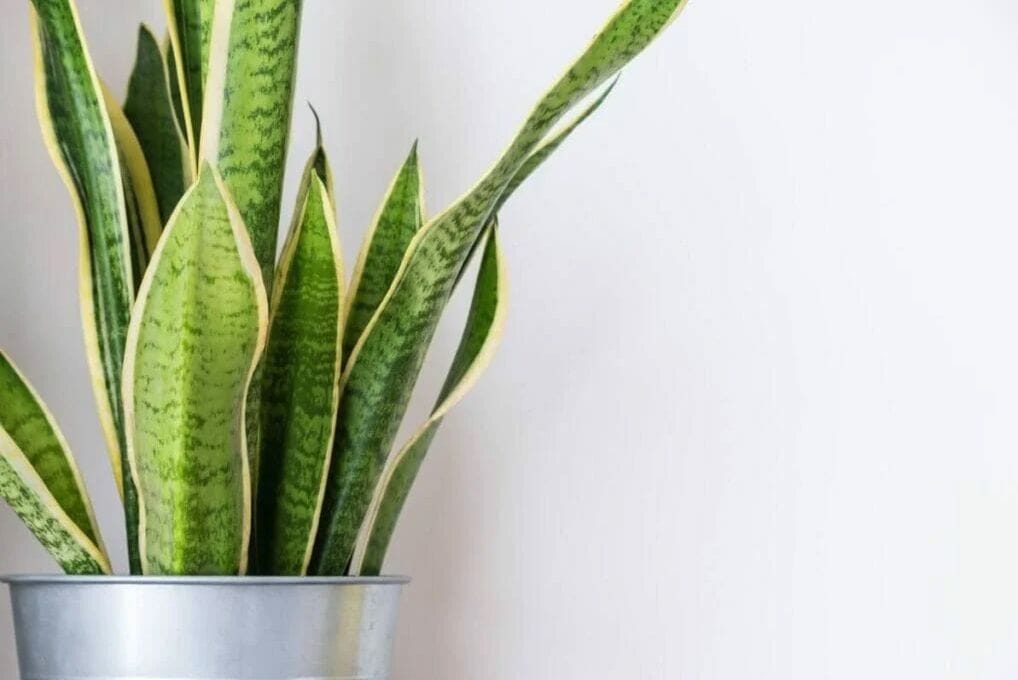 Snake Plant Spiritual Meaning