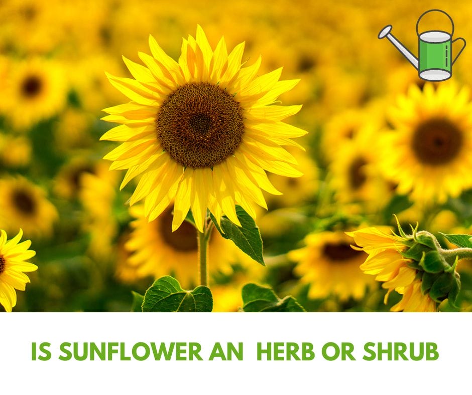 Is Sunflower an Herb or Shrub? Gardening Baron