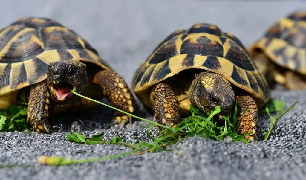 Do Tortoises Eat Aloe Vera Plants