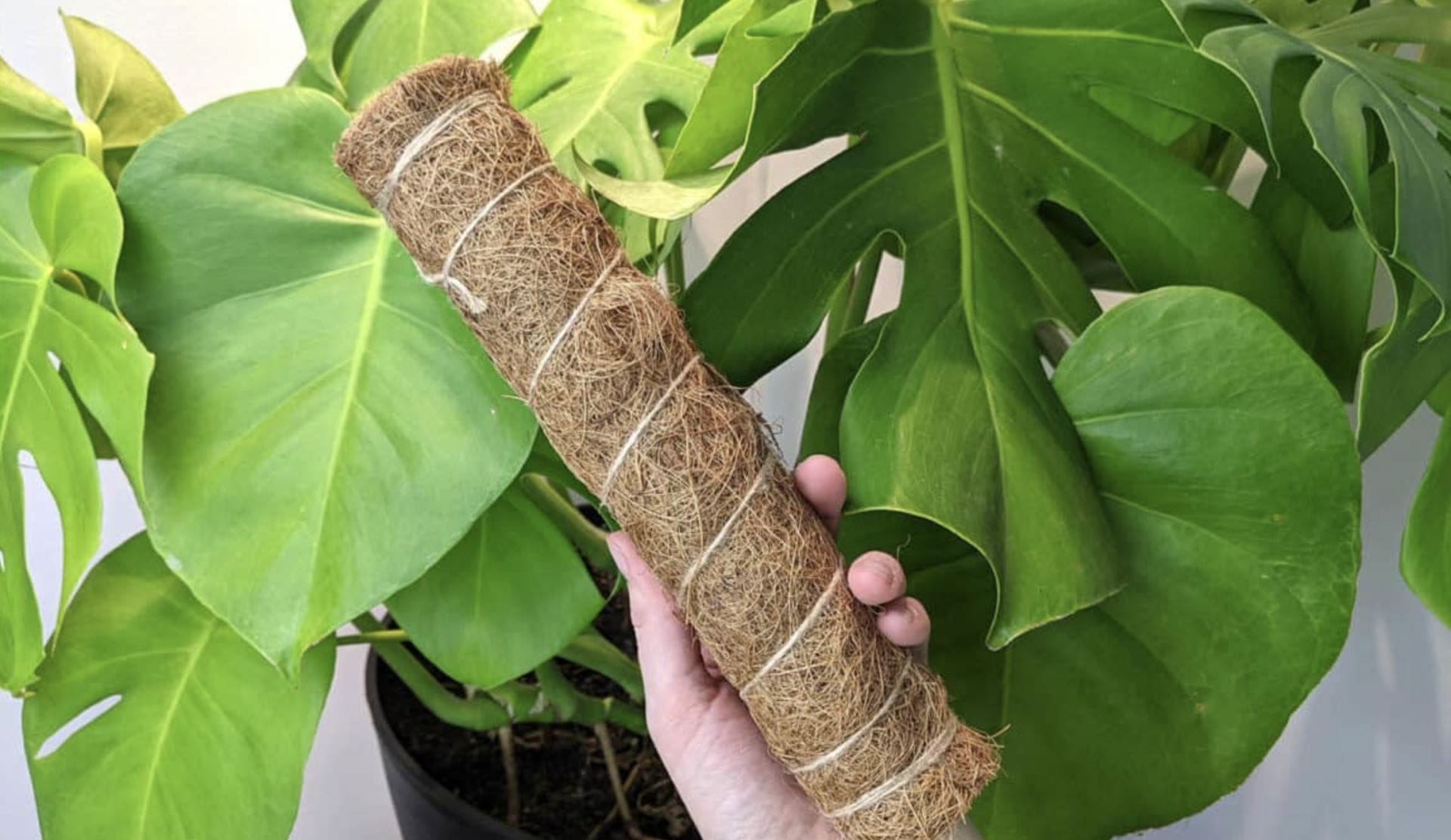 Moss Pole Alternatives Innovative Solutions for Plant Support Gardening Baron