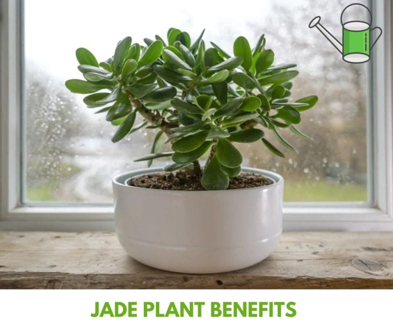 Jade Plant Benefits