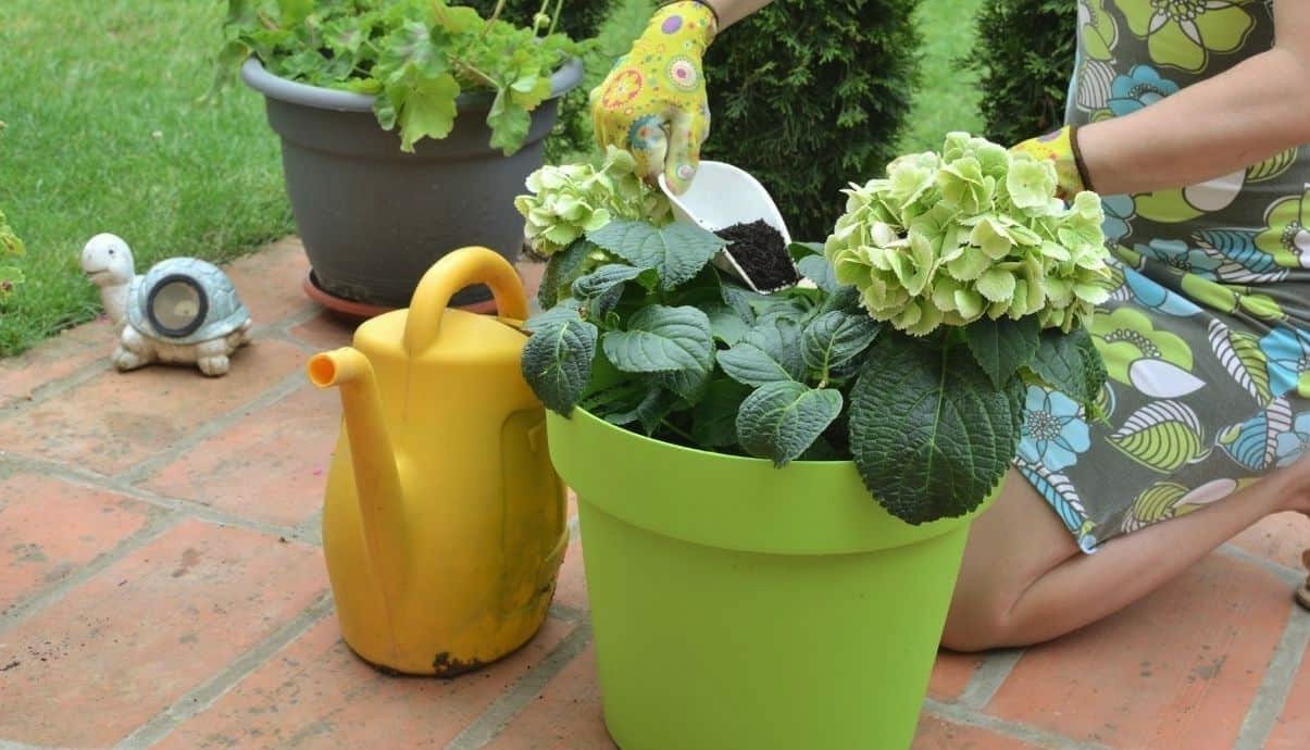 Best Fertilizer for Flowering Plants in Pots