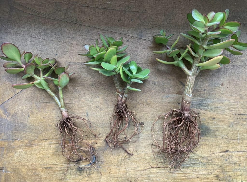 Jade Plant Root Rot