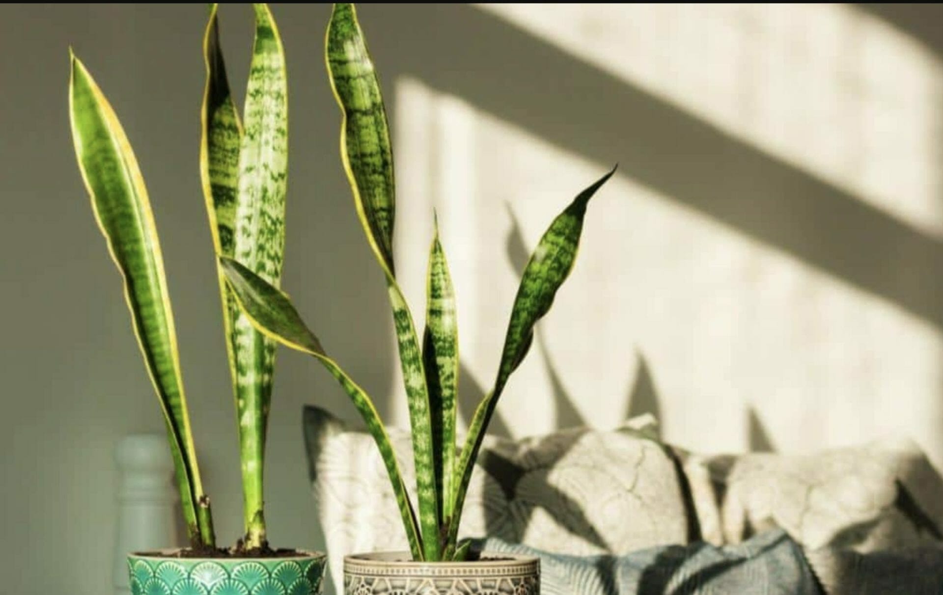 What Does An Overwatered Snake Plant Look Like