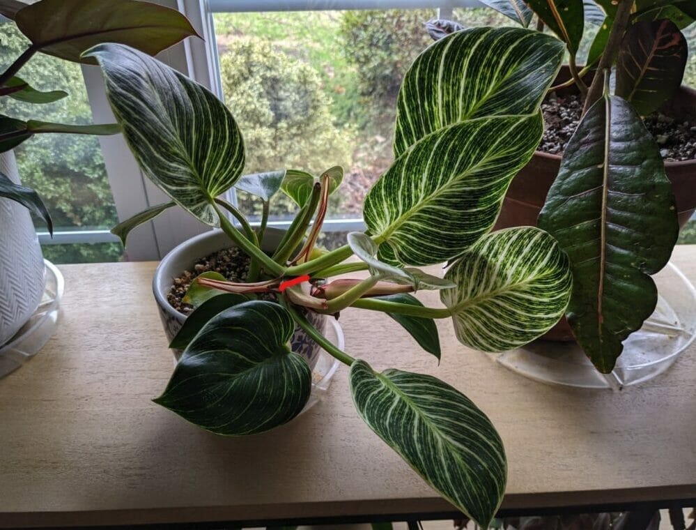 Philodendron Birkin Losing Variegtion