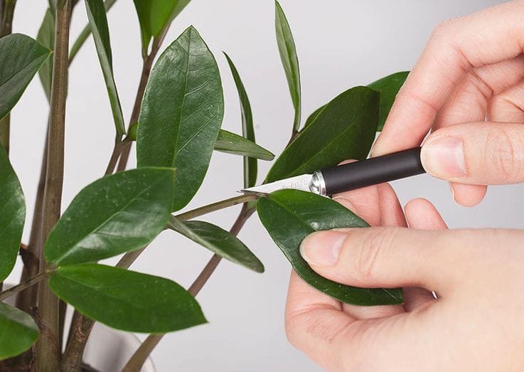 The Art of ZZ Plant Pruning