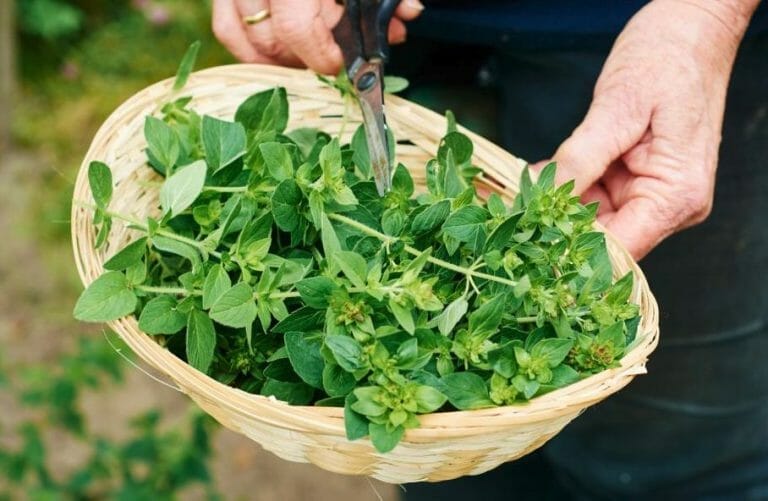 Best Companion Plants For Oregano