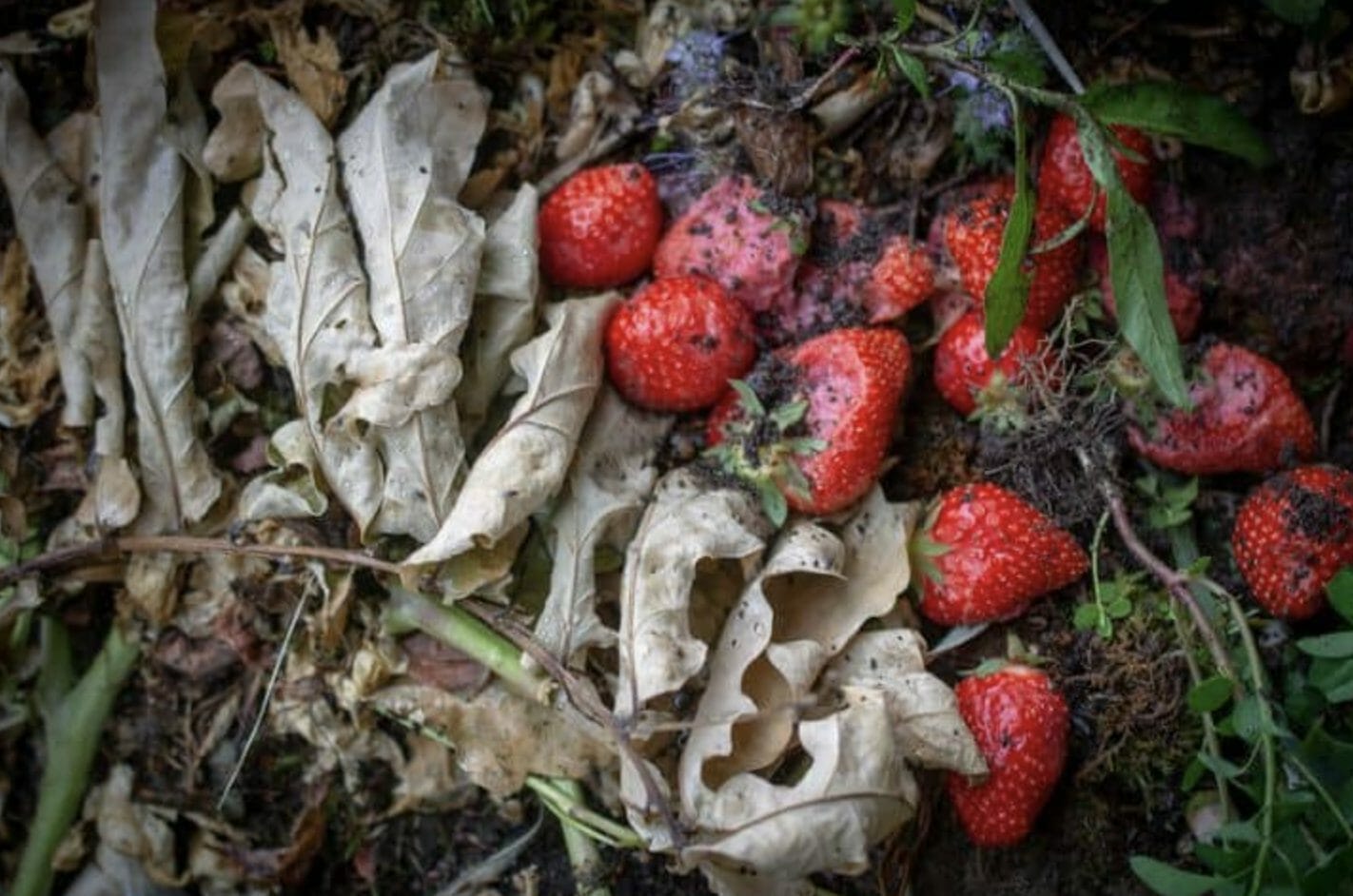 Can You Compost Strawberries