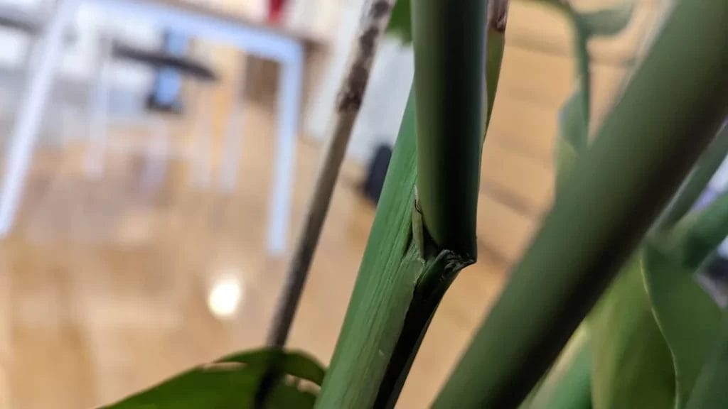 Bird Of Paradise Broken Stalk