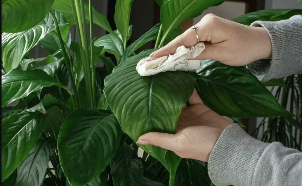 Cleaning Plant Leaves with Olive Oil
