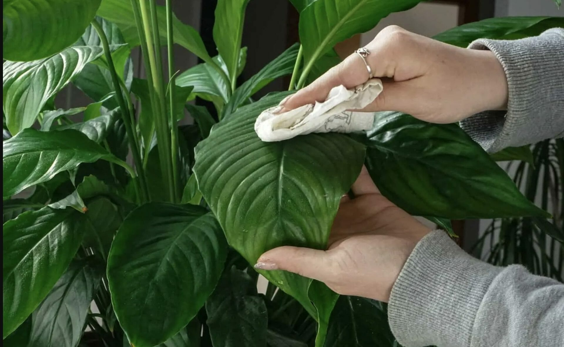 Cleaning Plant Leaves with Olive Oil