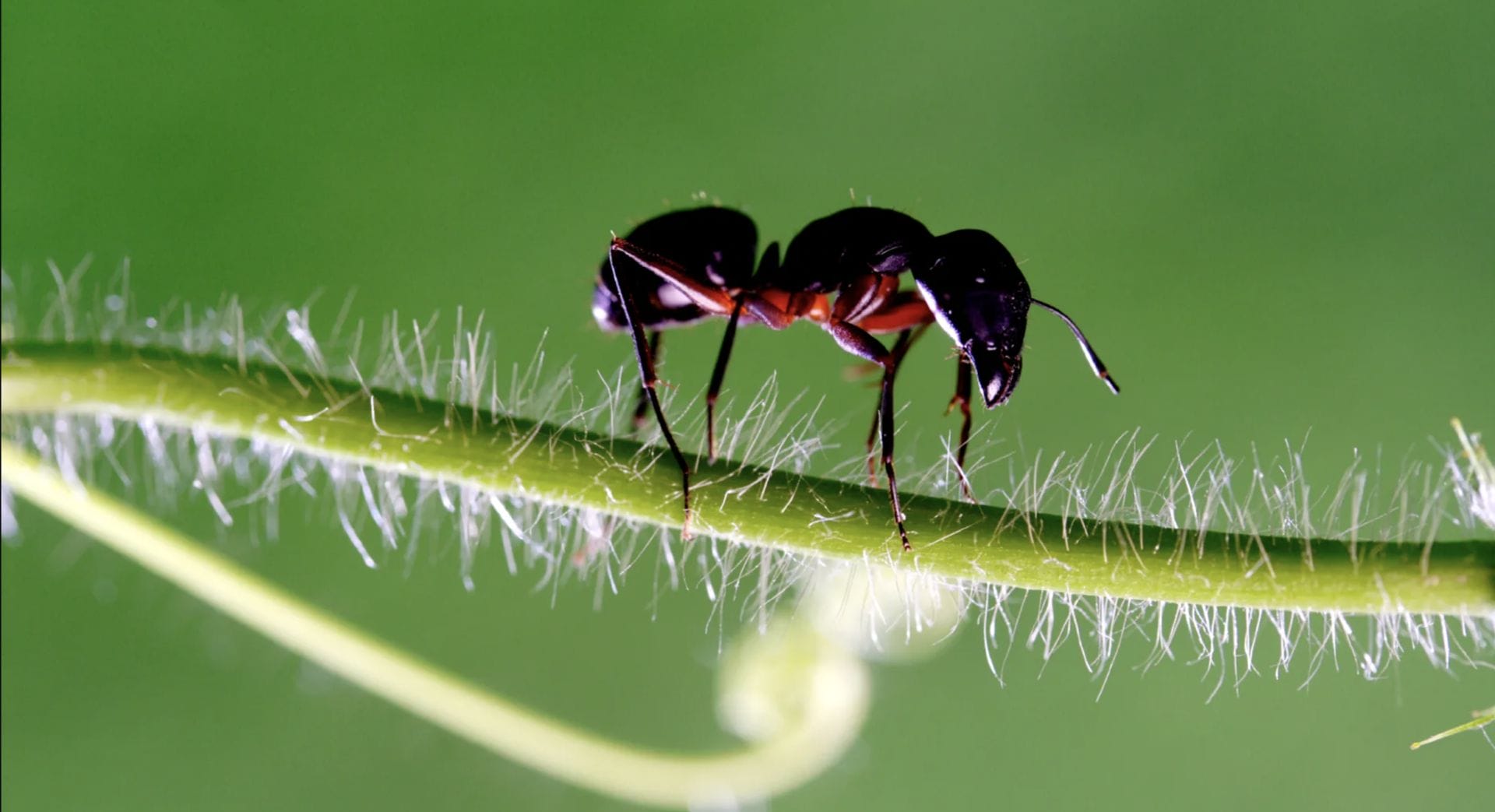 Do Ants Eat Plant Roots? Gardening Baron